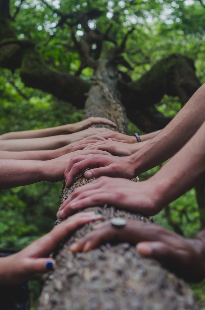 An image of many pairs of hands resting on a tree branch