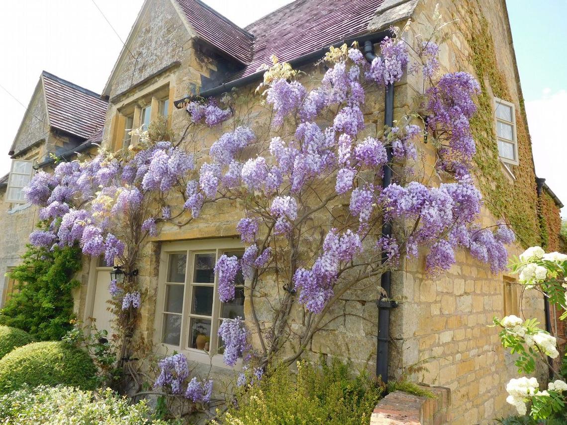 A photo of colourful lilac wisteria growing outside a pretty stone holiday cottage in Bretforton