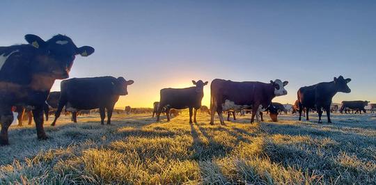 A photo of a herd of cows at sunrise on a frosty morning in the fields around Bretforton